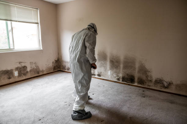 Best Mold Removal for HVAC Installations  in USA